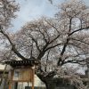 2022年度 桜祭り