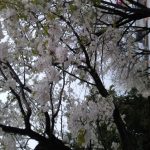 桜 撮影 雨の中